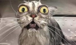 最新爆料原神草猫,原神新角色神秘面纱揭晓，神秘力量引玩家热议