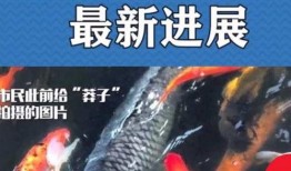 最新偷鱼爆料新闻事件是什么,揭秘黑幕，渔民权益再受挑战